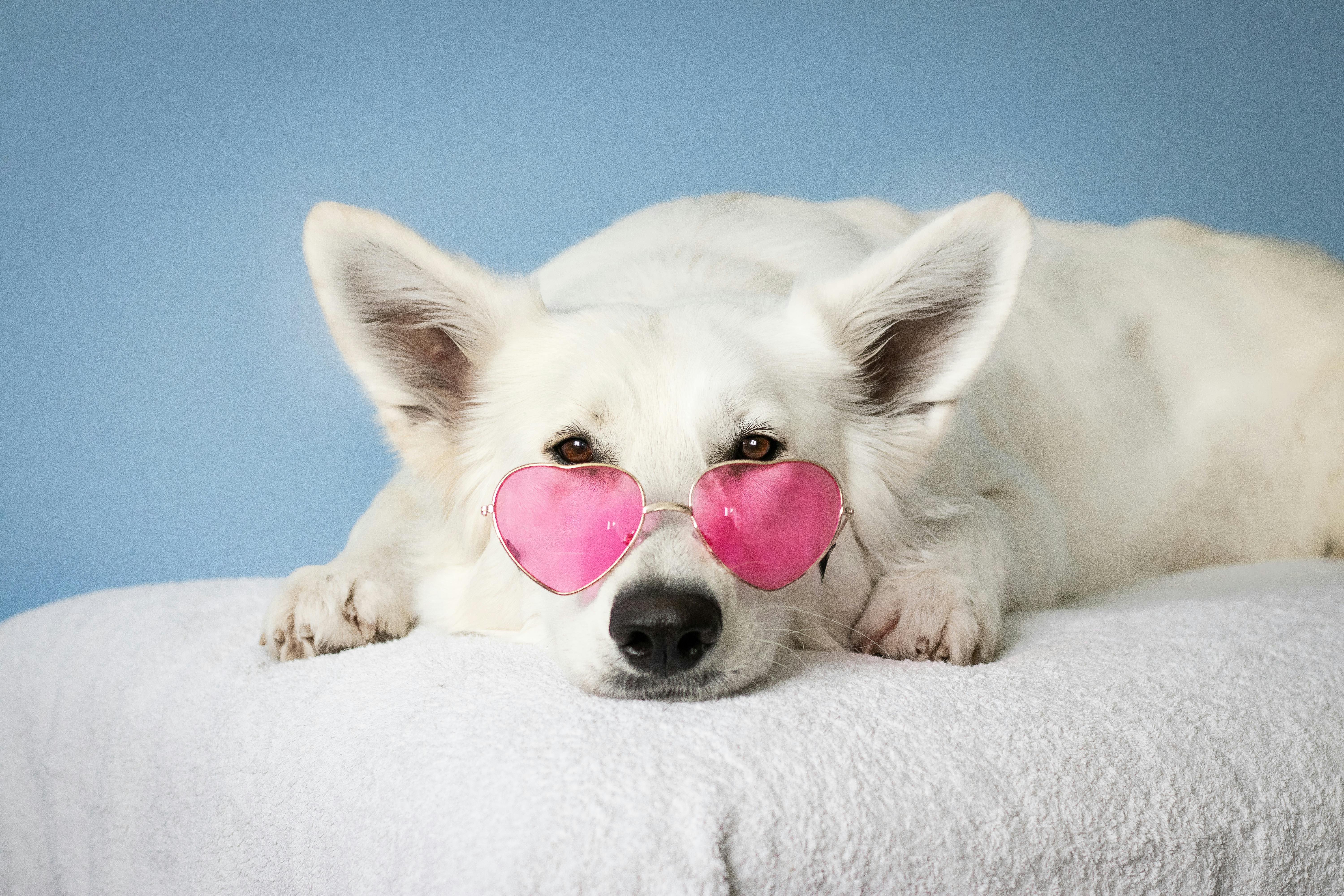 White Swiss Shepherd