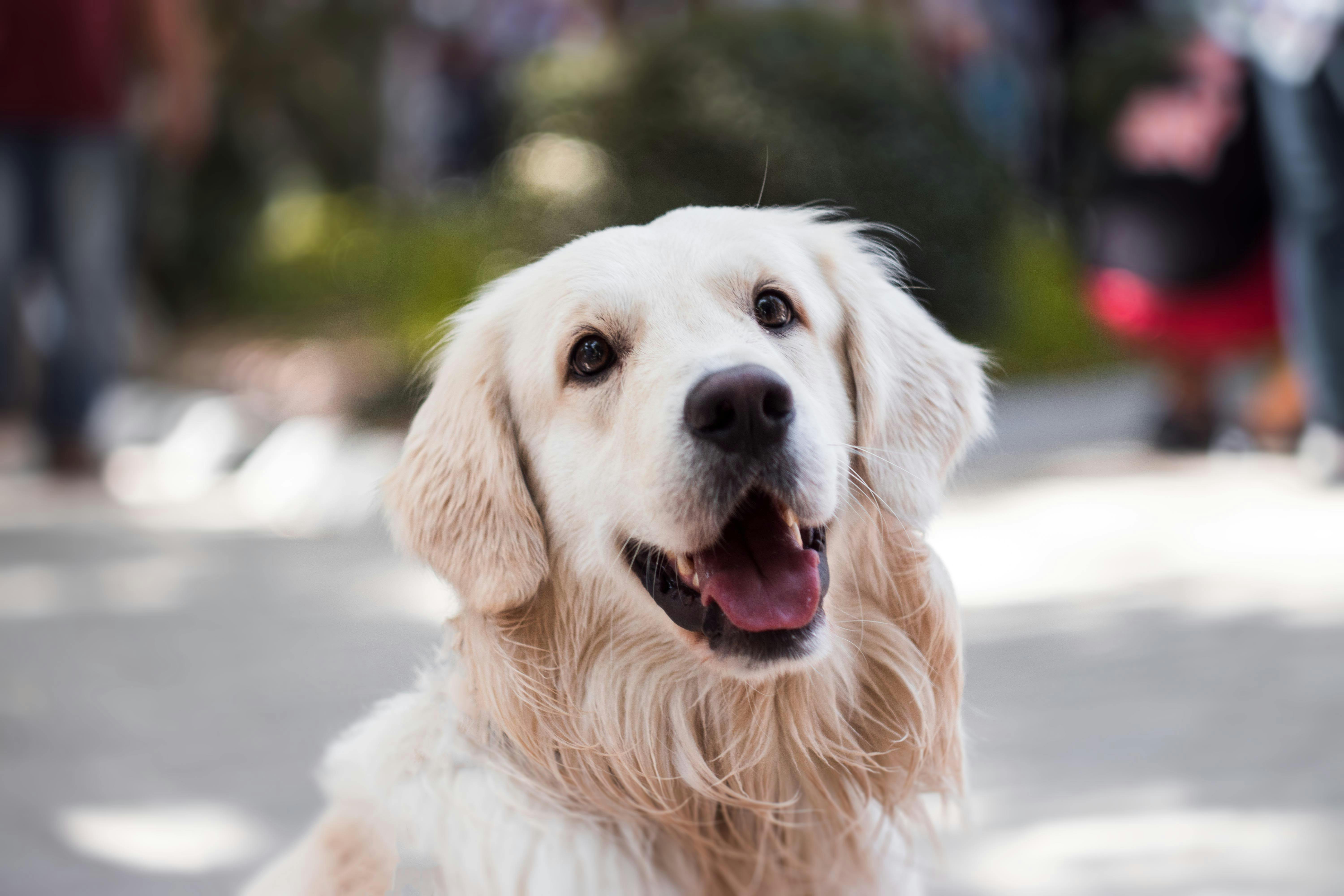Upload Your Dog's Photo