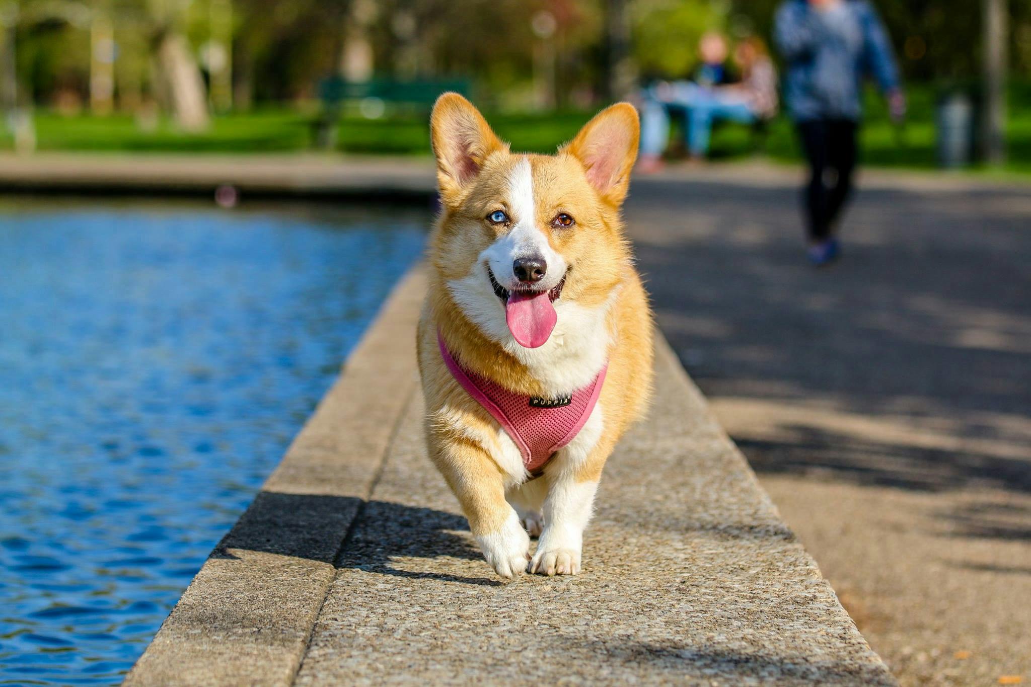 Get Breed Results